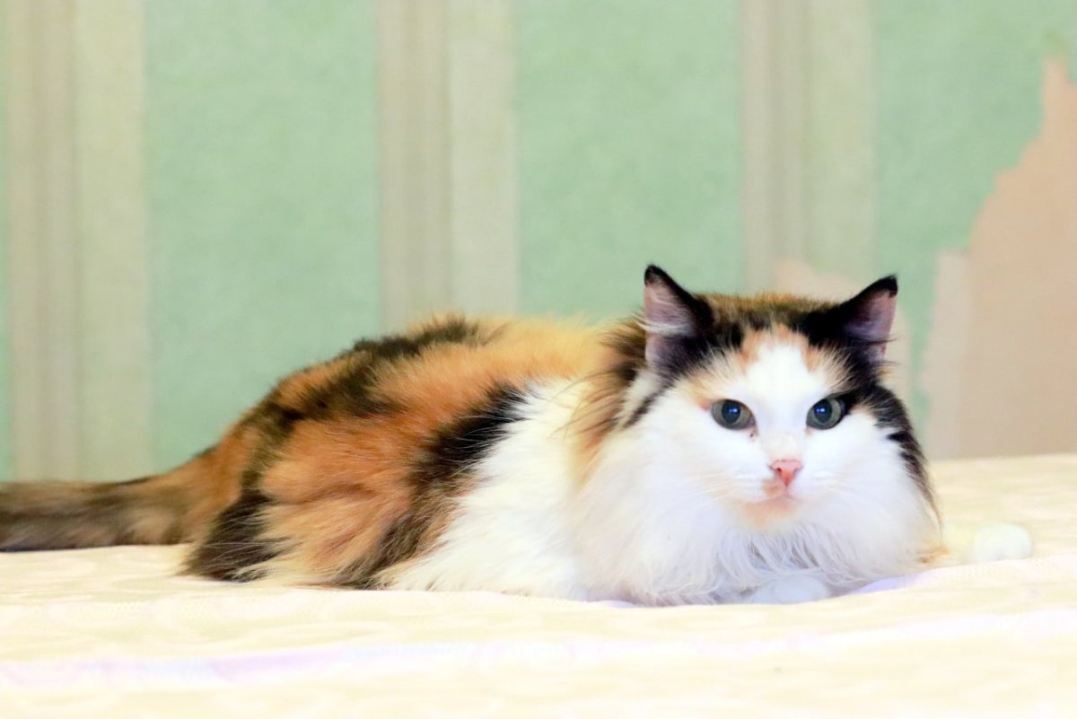 Сибирская кошка богатка