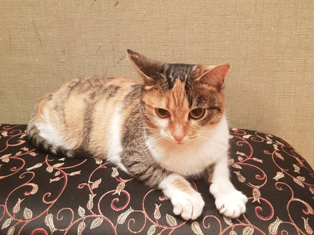 Трехцветная черепаховая кошка