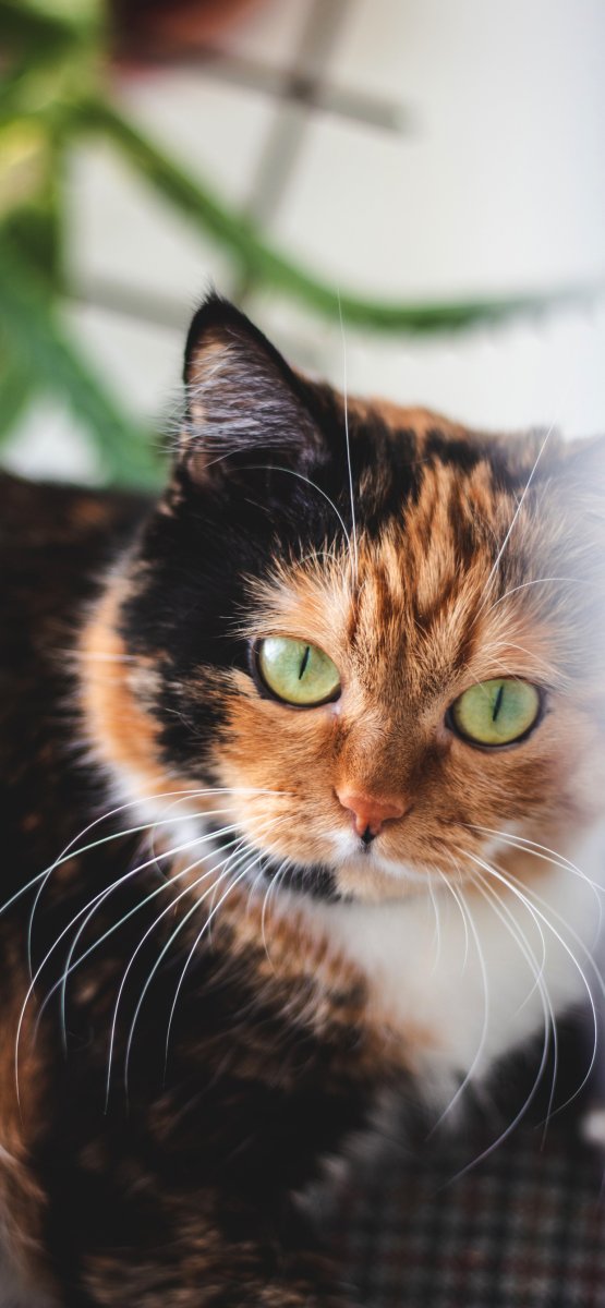 Кошка богатка в доме