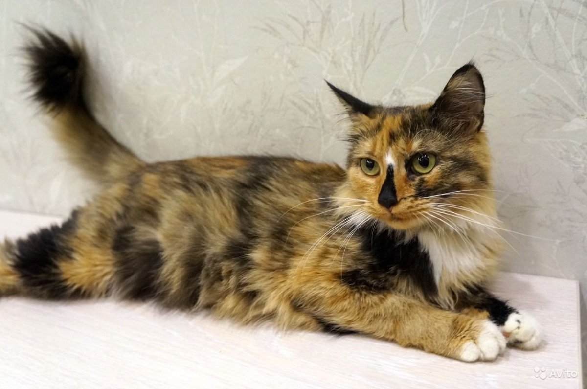 Трёхцветная кошка Сибирская кошка