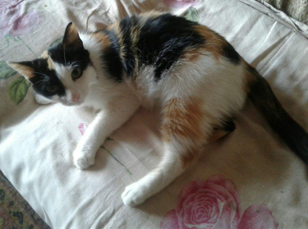 Мейн кун n 09