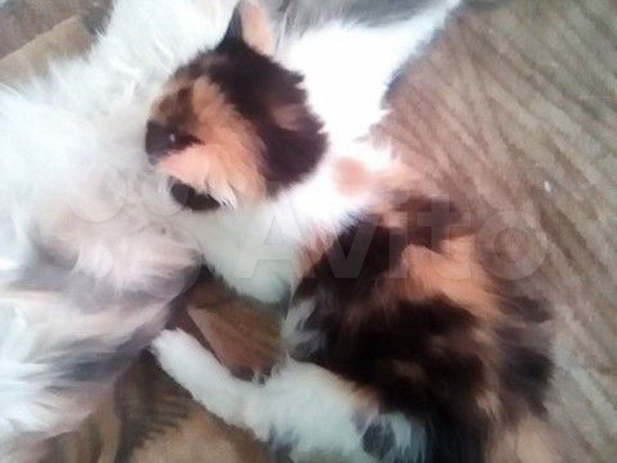 Сибирский кот полосатый