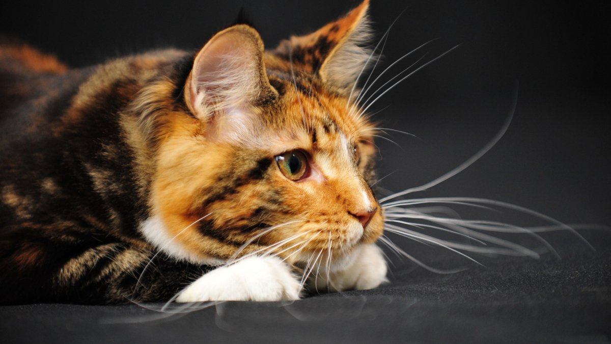 Трёхцветная кошка Мейн кун