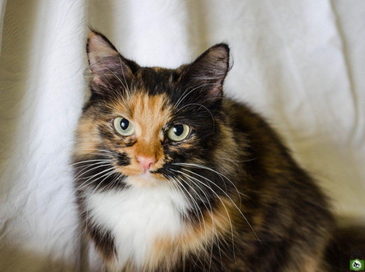 Трехцветный котенок