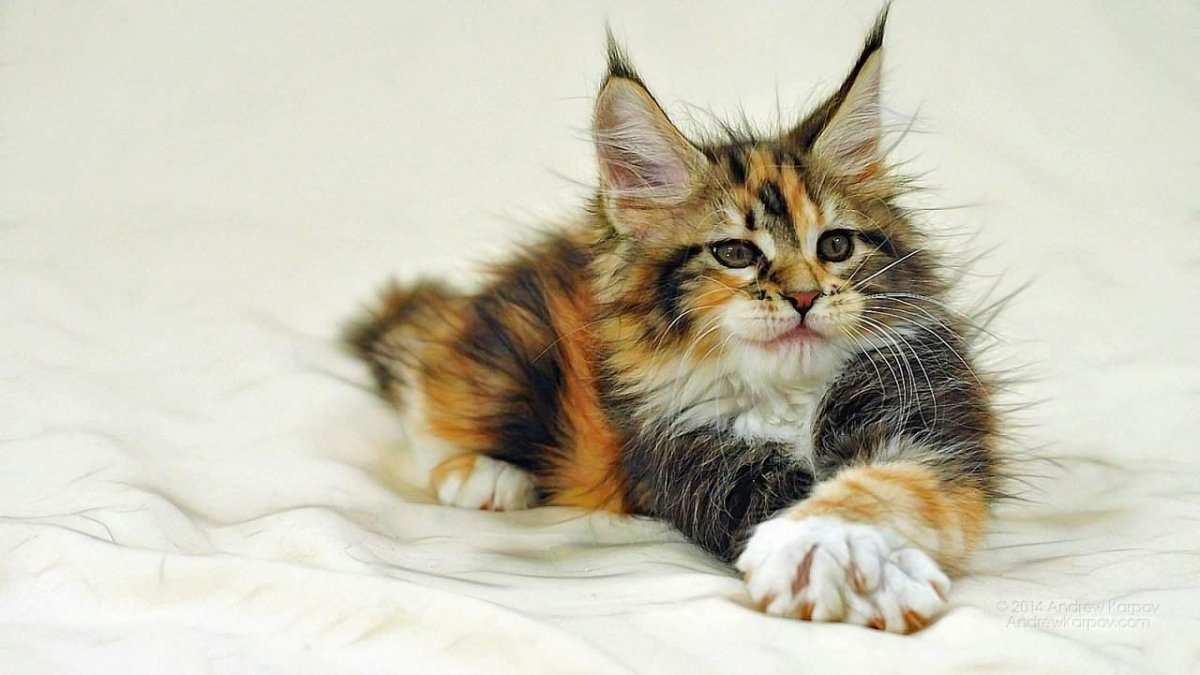 Кошка Мейн кун с котятами