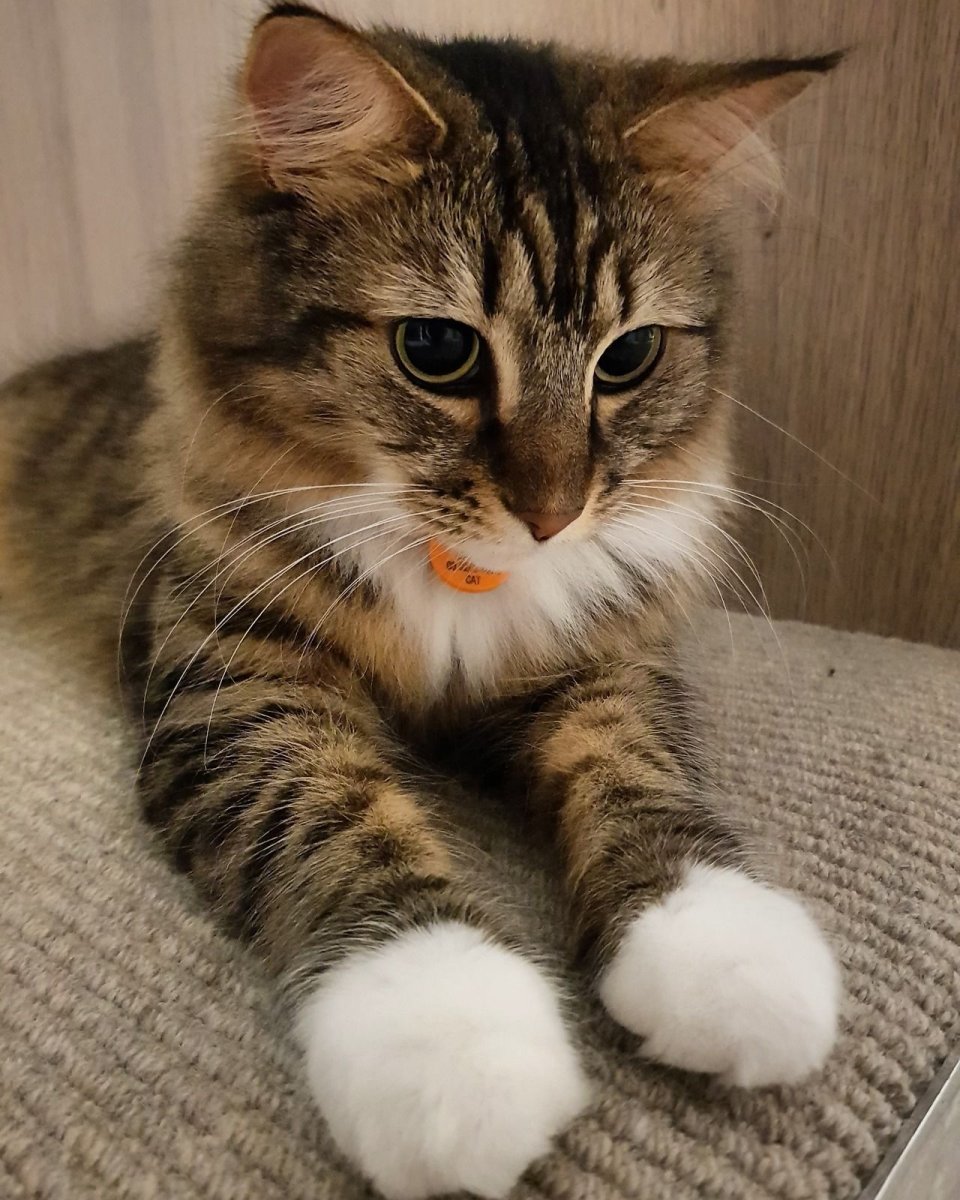 Девушка с котом