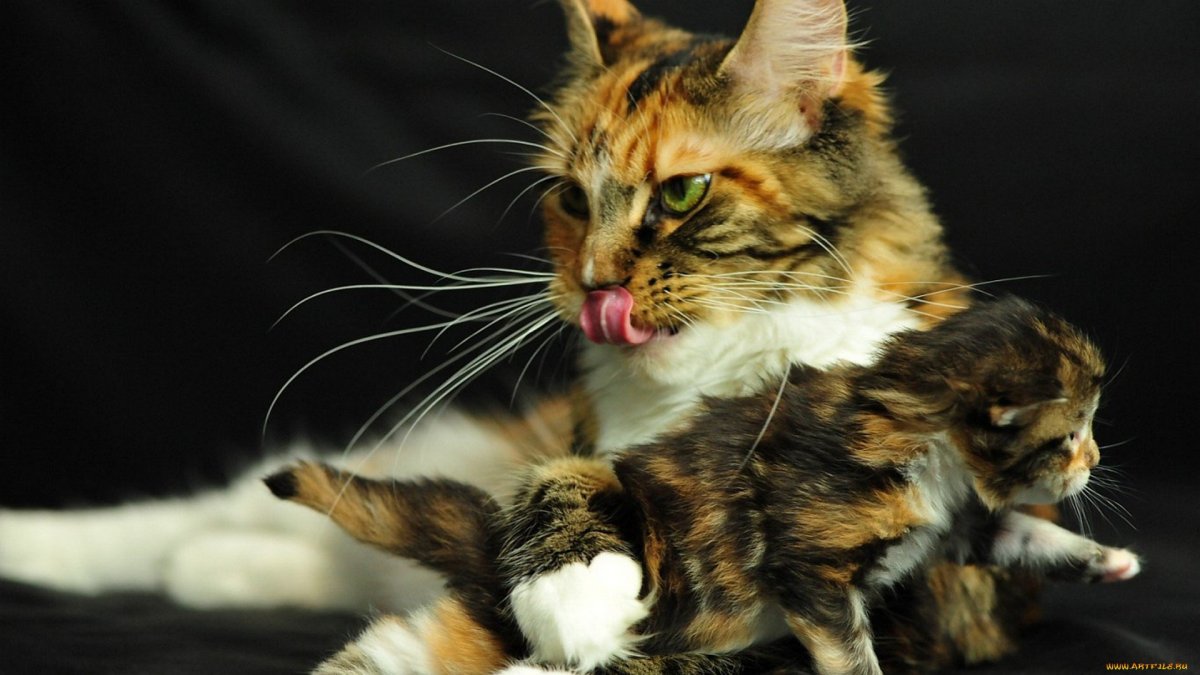 Кот и смузи прикол