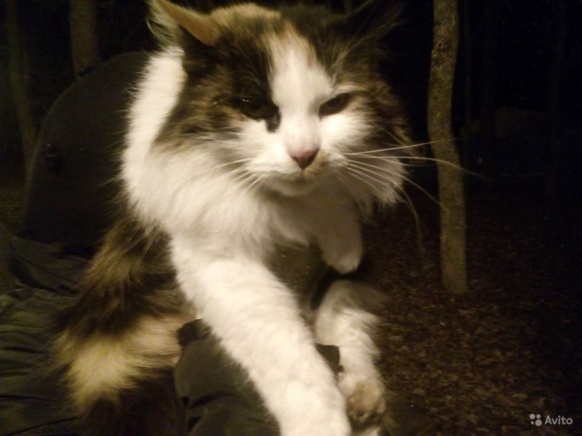 Трехшерстная трехшерстная