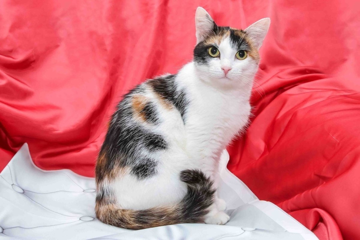 Трехцветная кошка акварелью