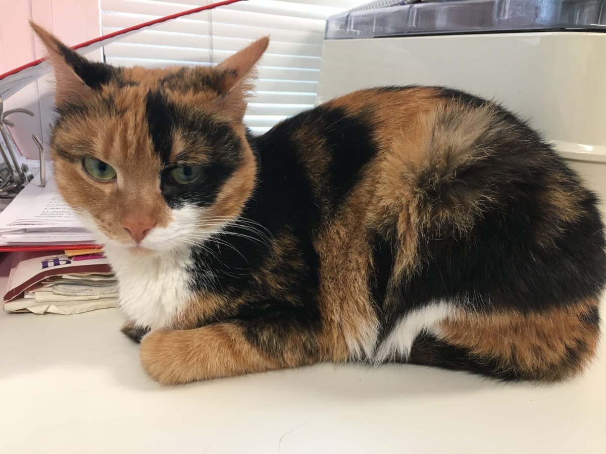 Сибирская кошка трехцветная