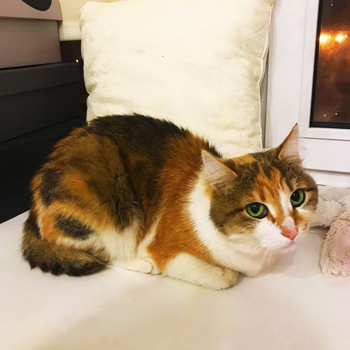 Стриженный черный кот