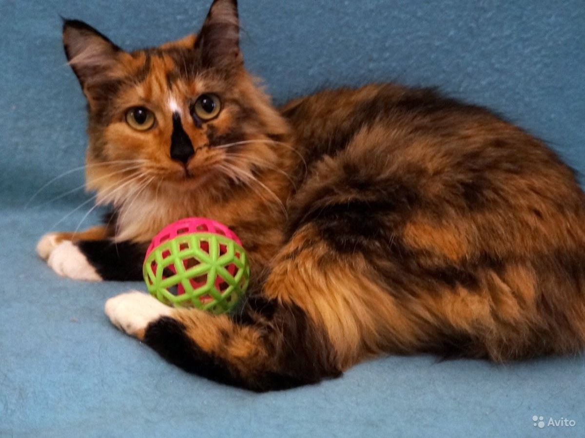 Кошка богатка даром