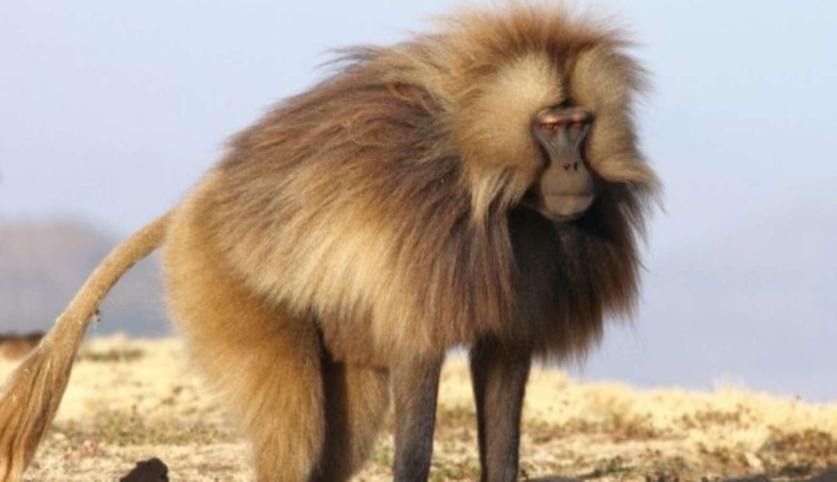 Обезьяна Гелада