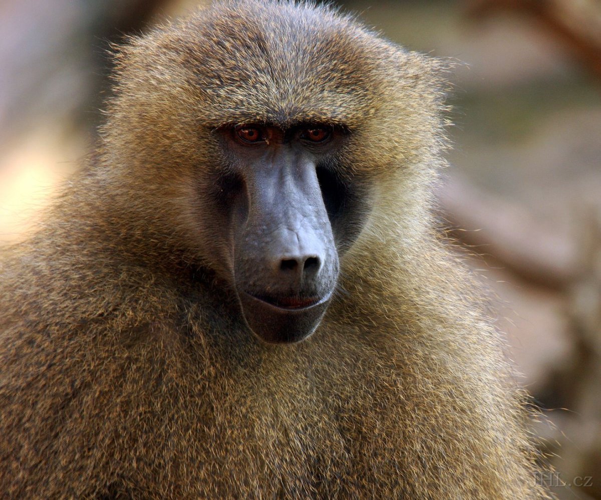 Гвинейский Бабуин
