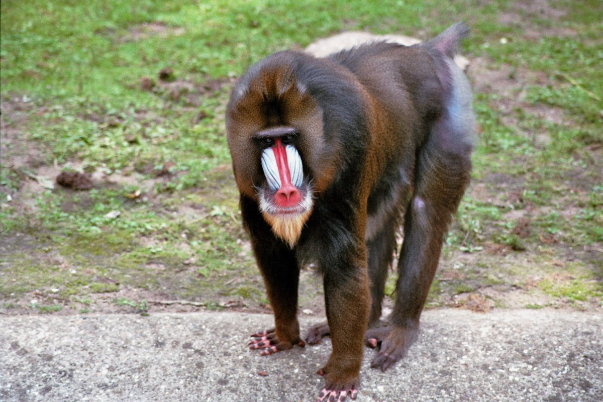 Мандрил попа