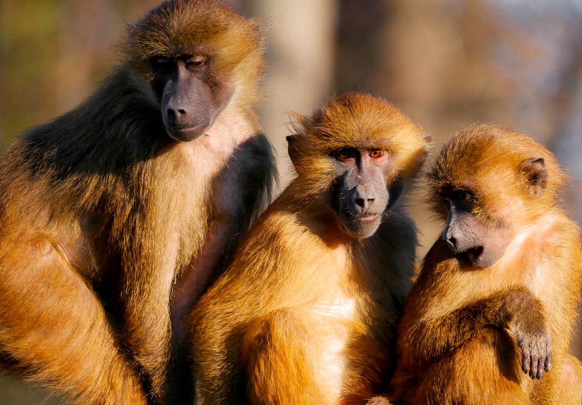 Африканские мартышки