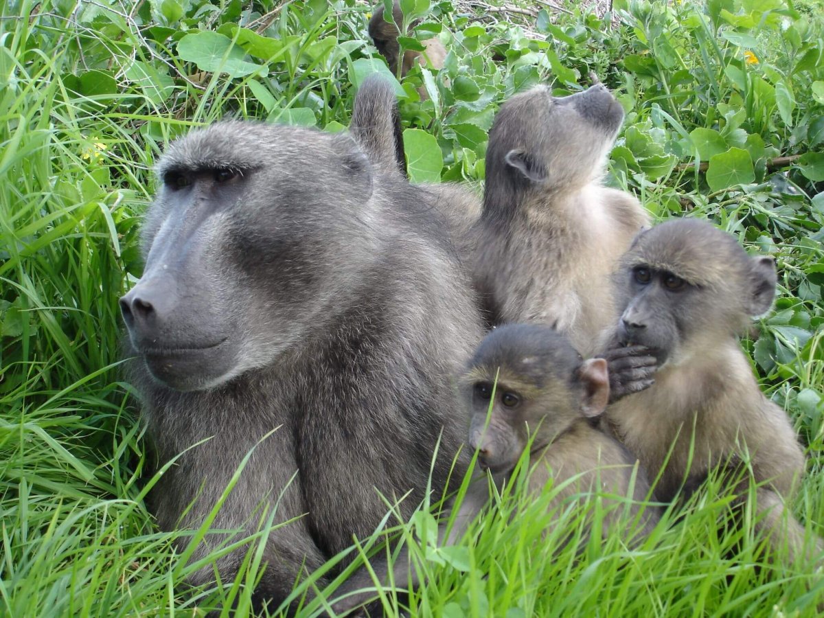Обезьяна Медвежий павиан
