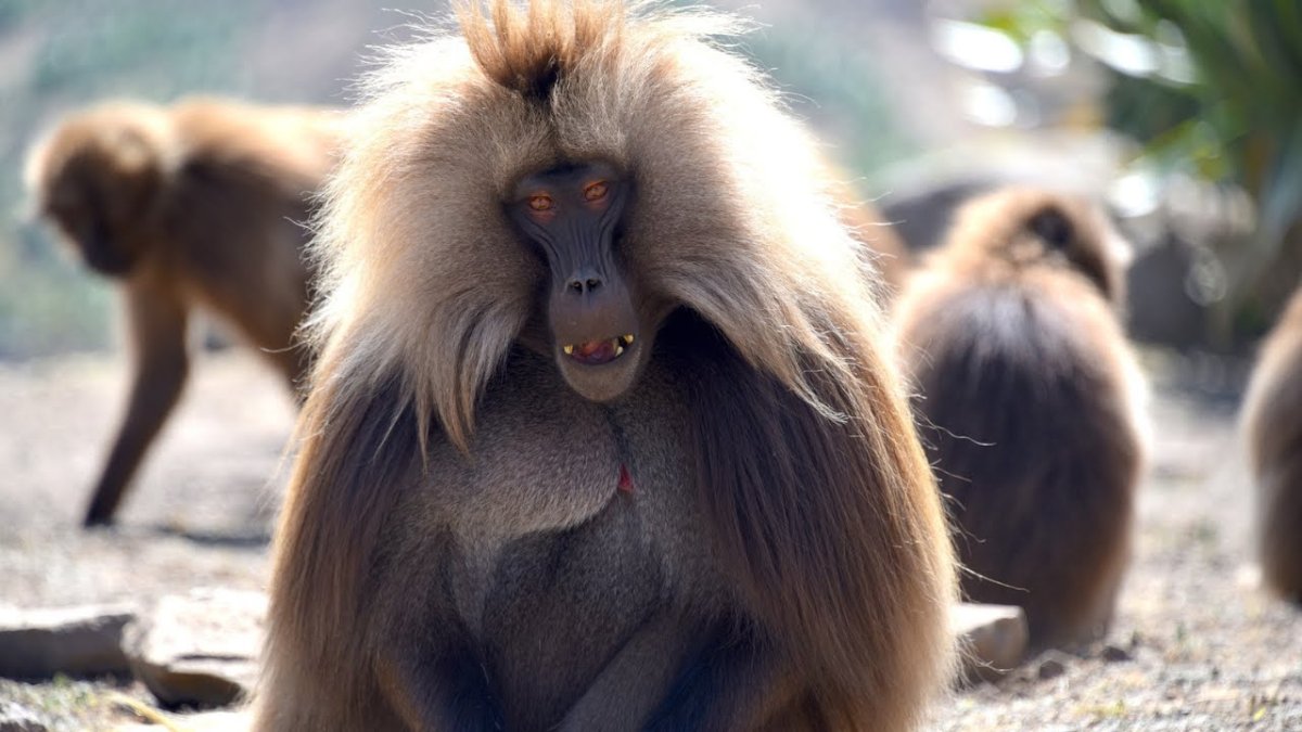 Обезьяна Гелада