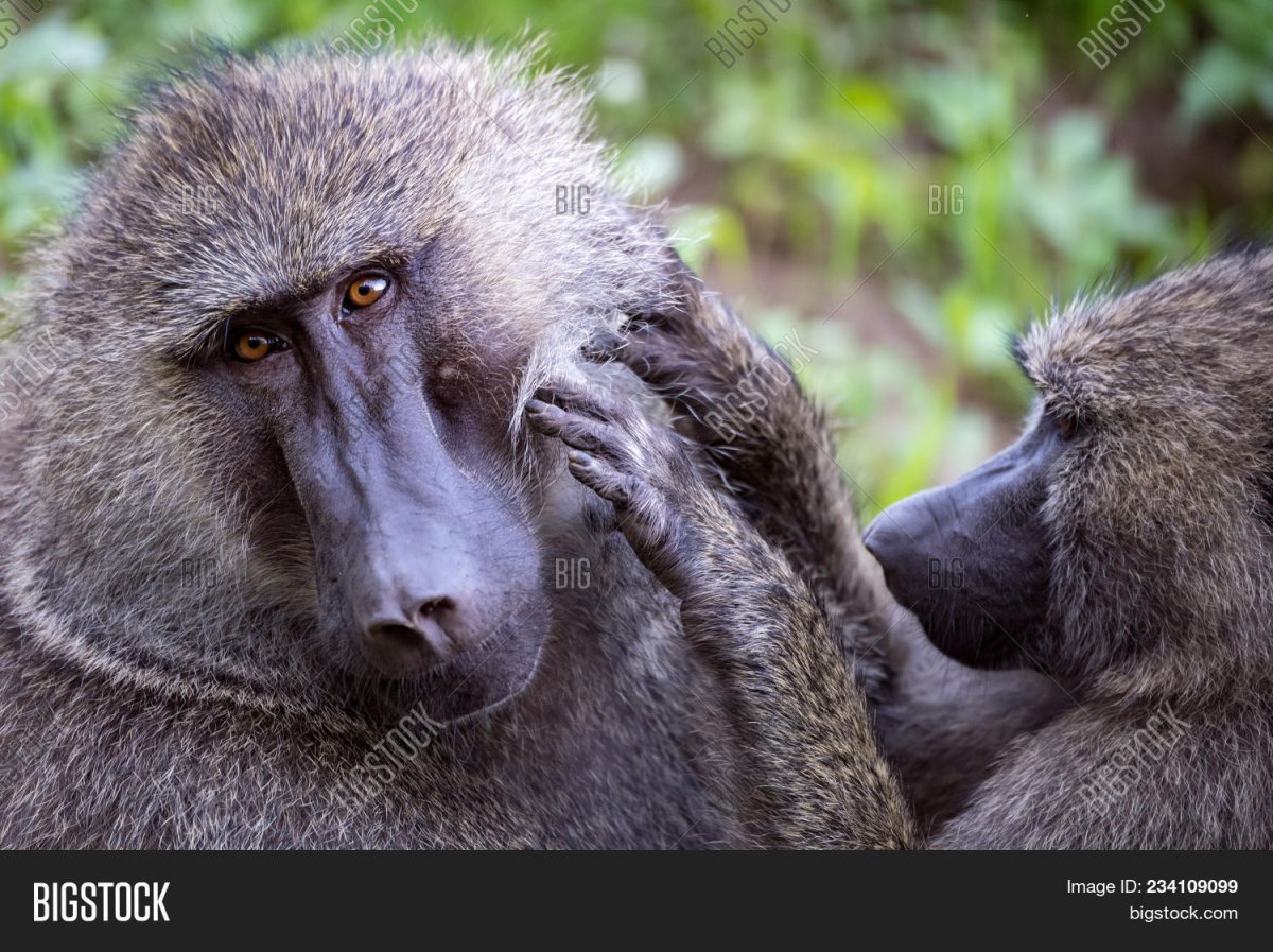 Зеленый павиан