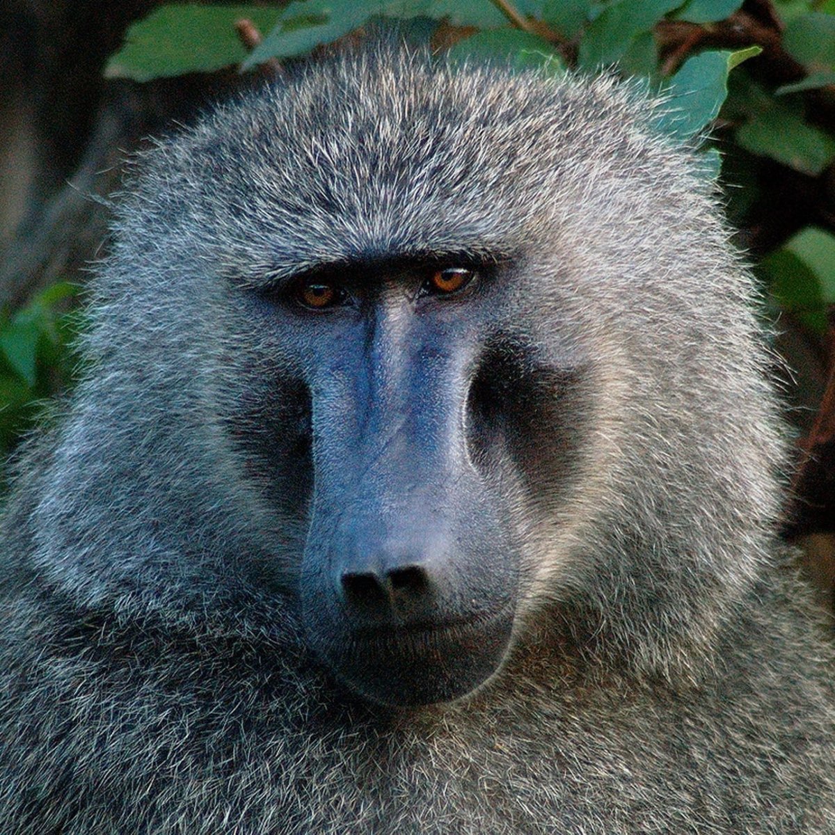 Бабай павиан