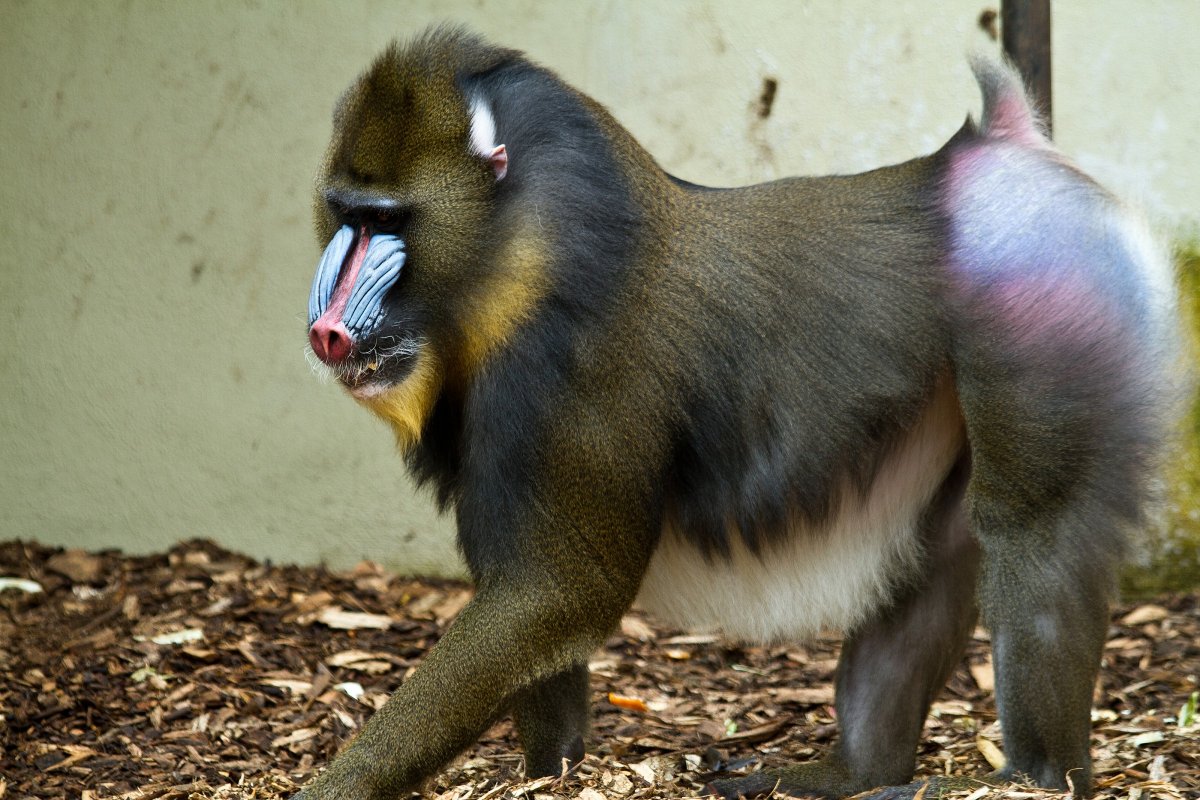 Зеленый магот