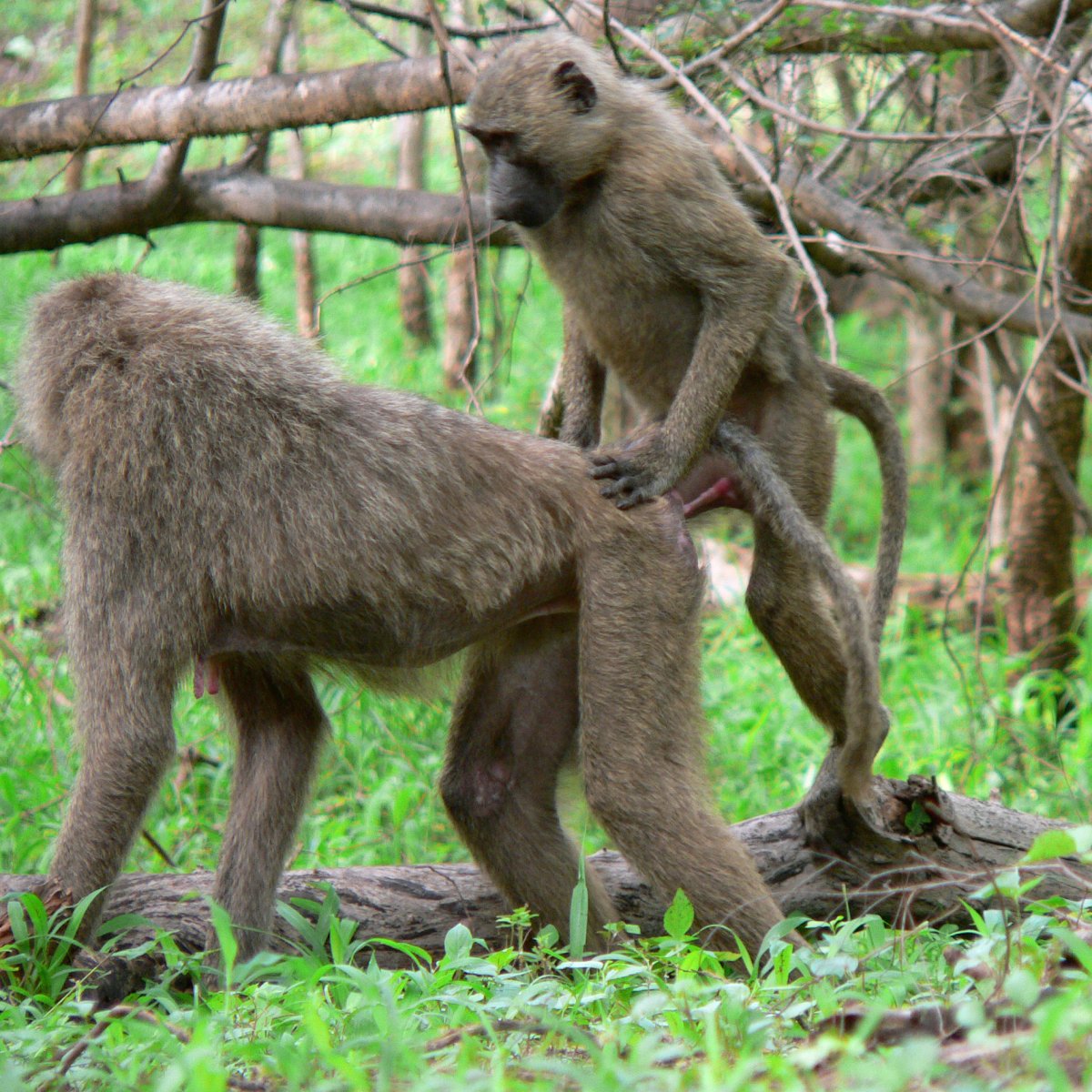 Маленький Бабуин
