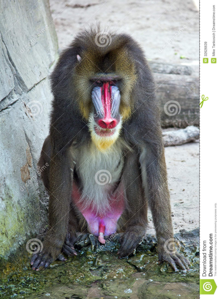 Бабуин Гелада