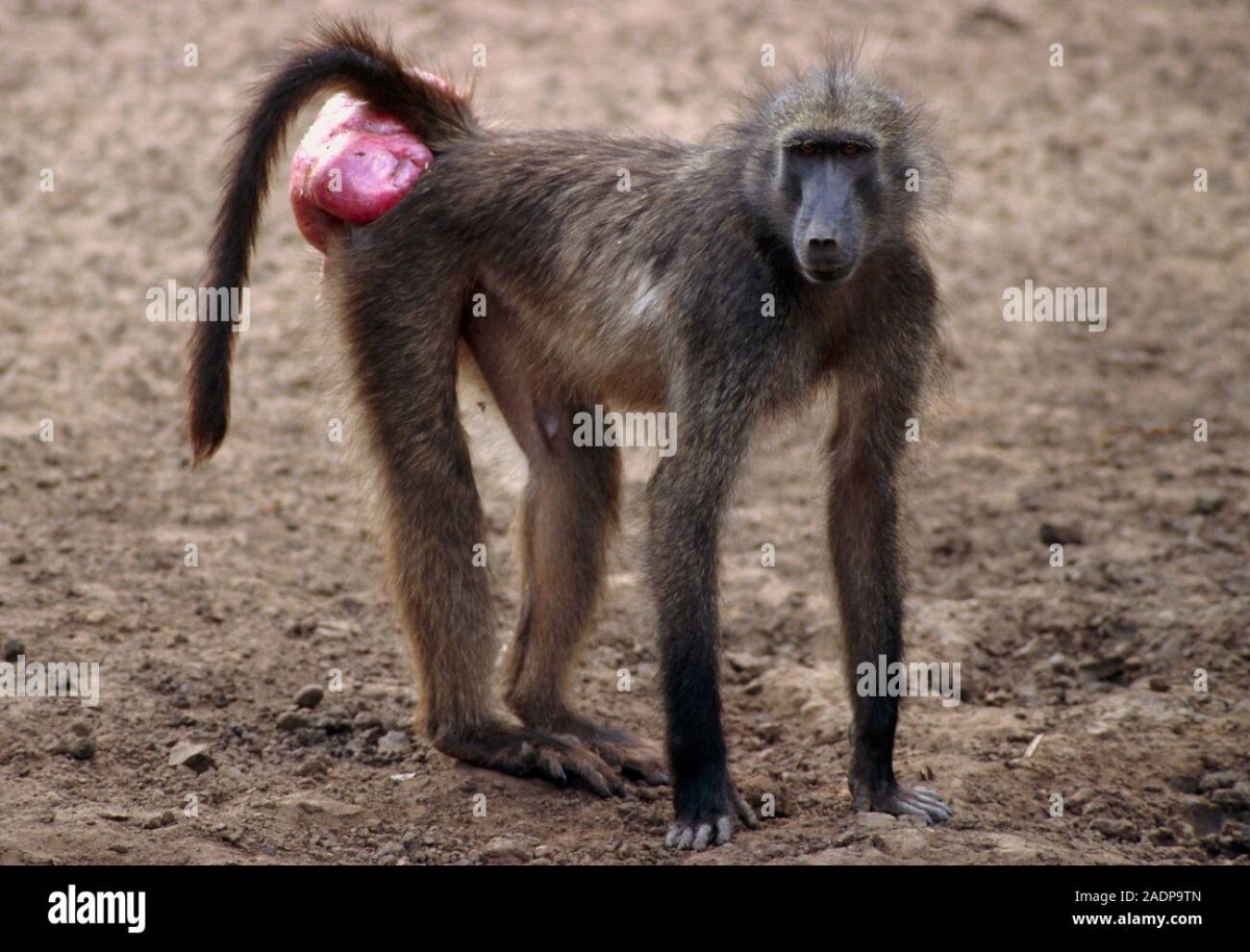 Бабуин в полный рост
