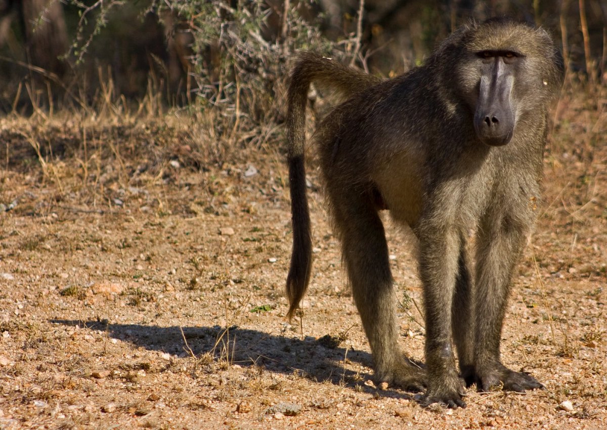 Западноафриканский Мандрил