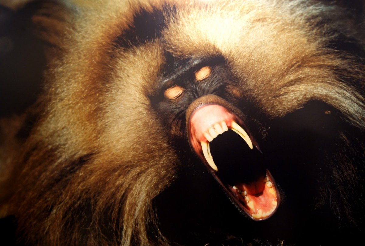 Мистер Бабуин