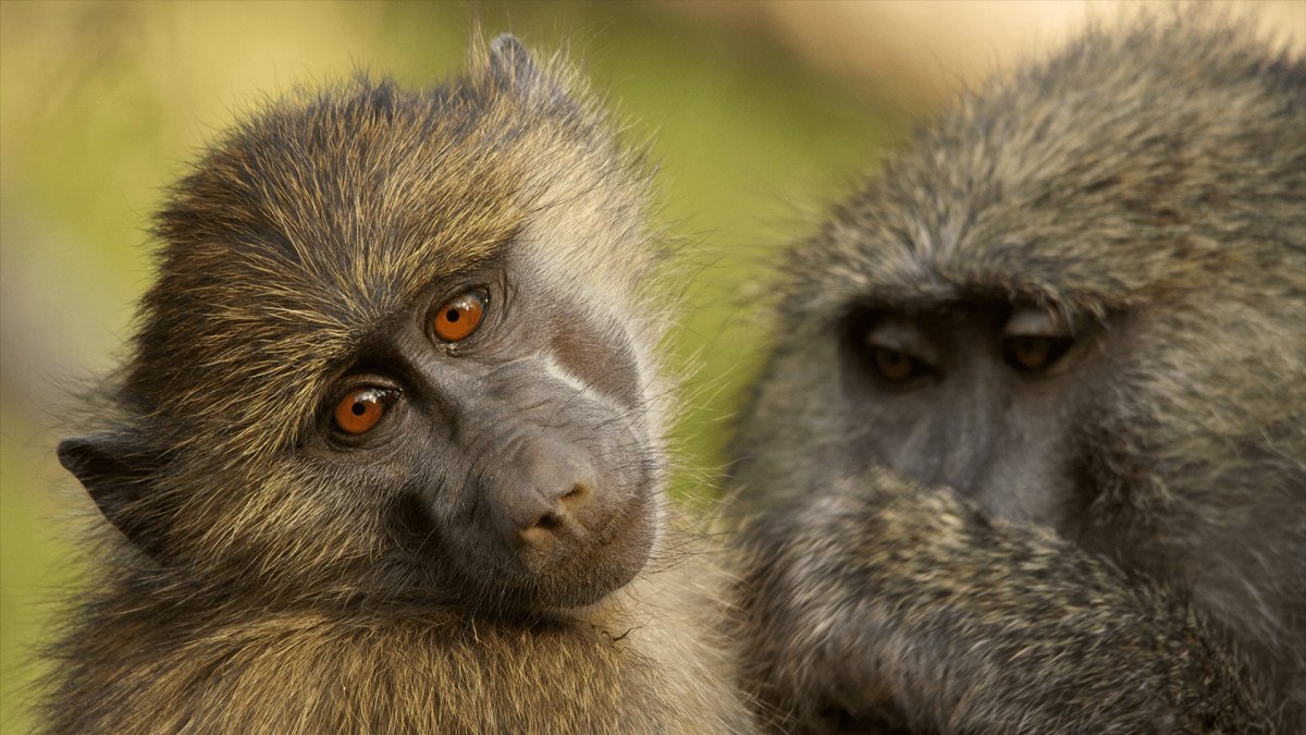 Шимпанзе бонобо спаривание