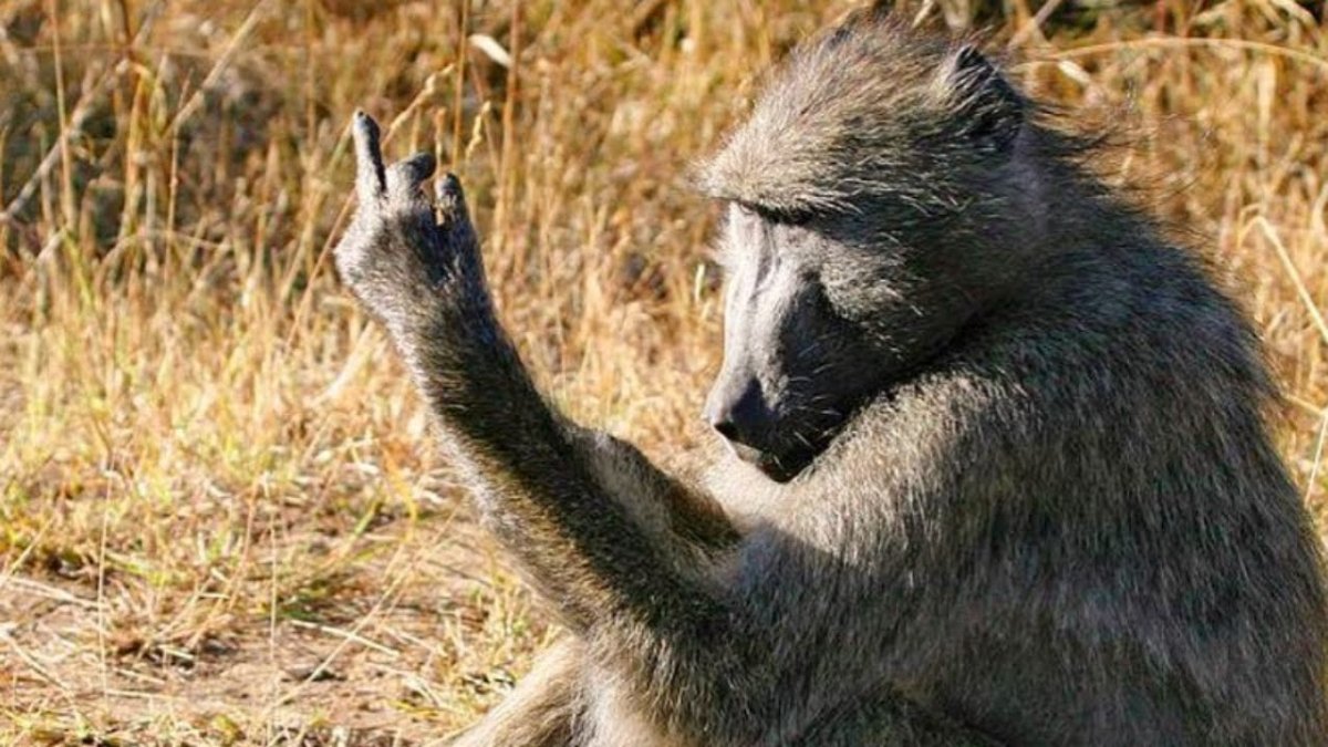 Павиан агрессия