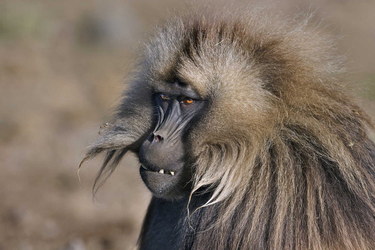 Хохлатый павиан