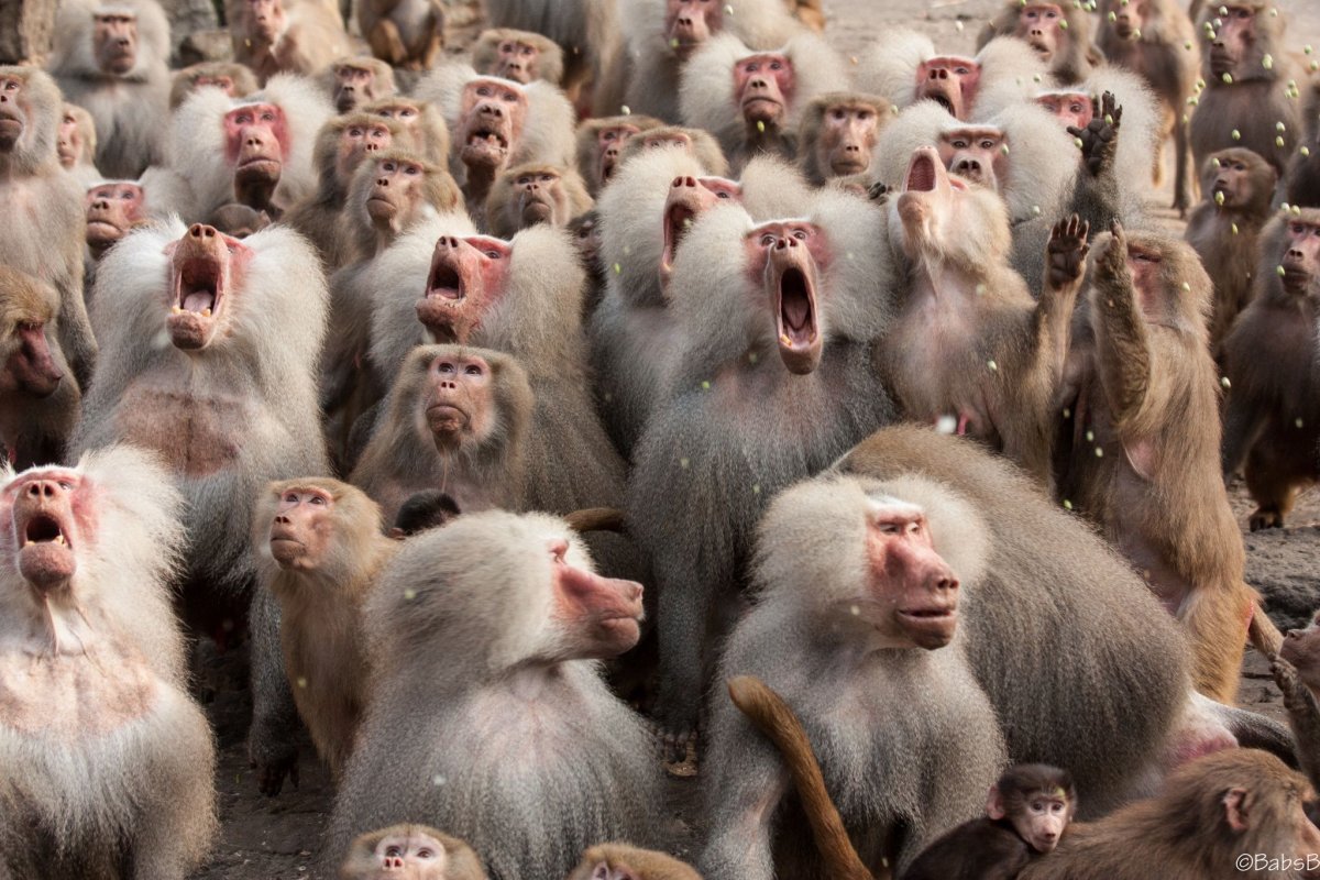 Павиан гамадрил дети