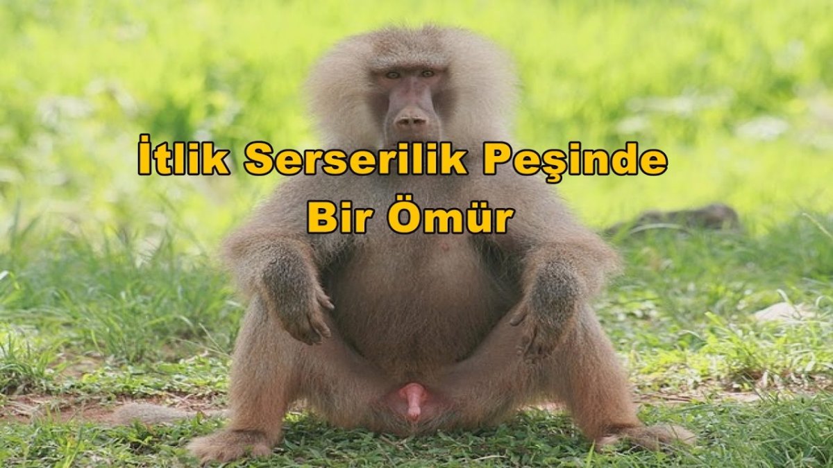 Павиан гамадрил самки