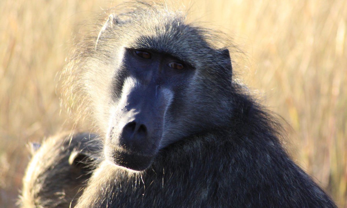 Павиан Мандрил