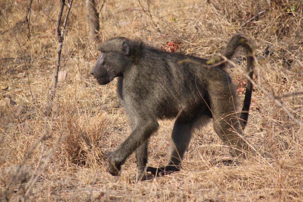 Грин Бабуин