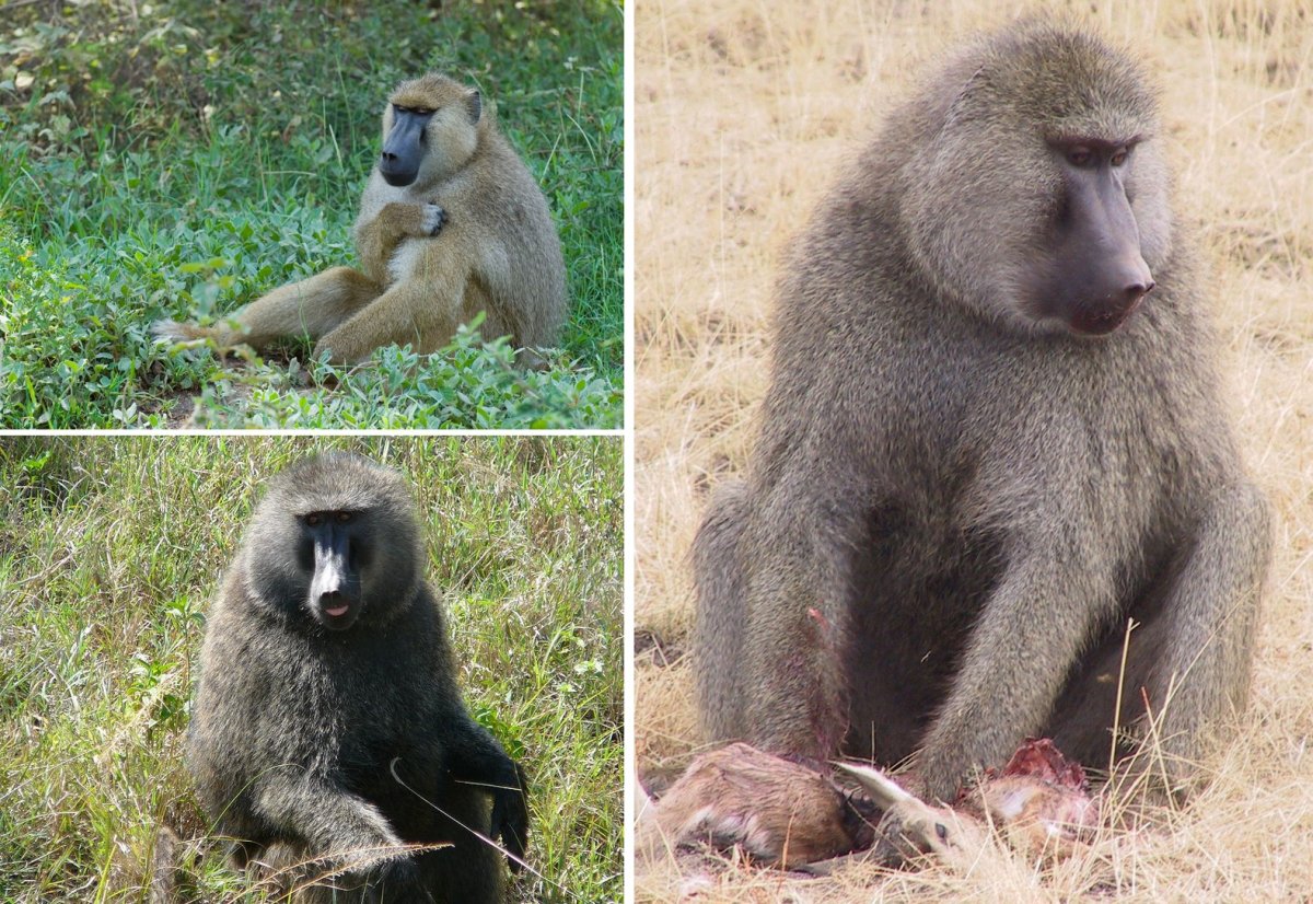 Бабуин и павиан разница