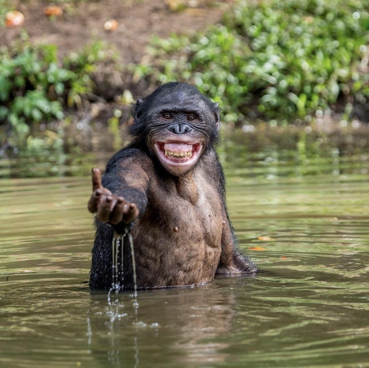 Селфи обезьяны