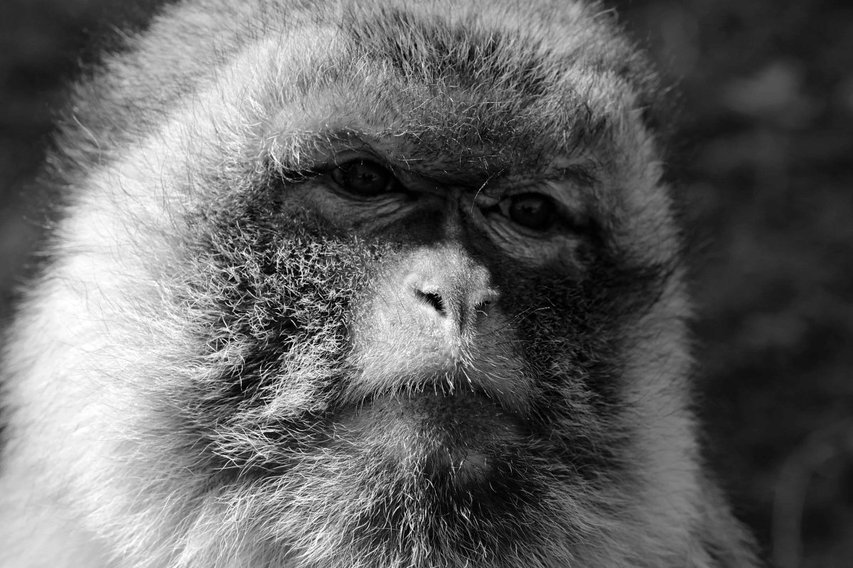 Обезьяна загрустила