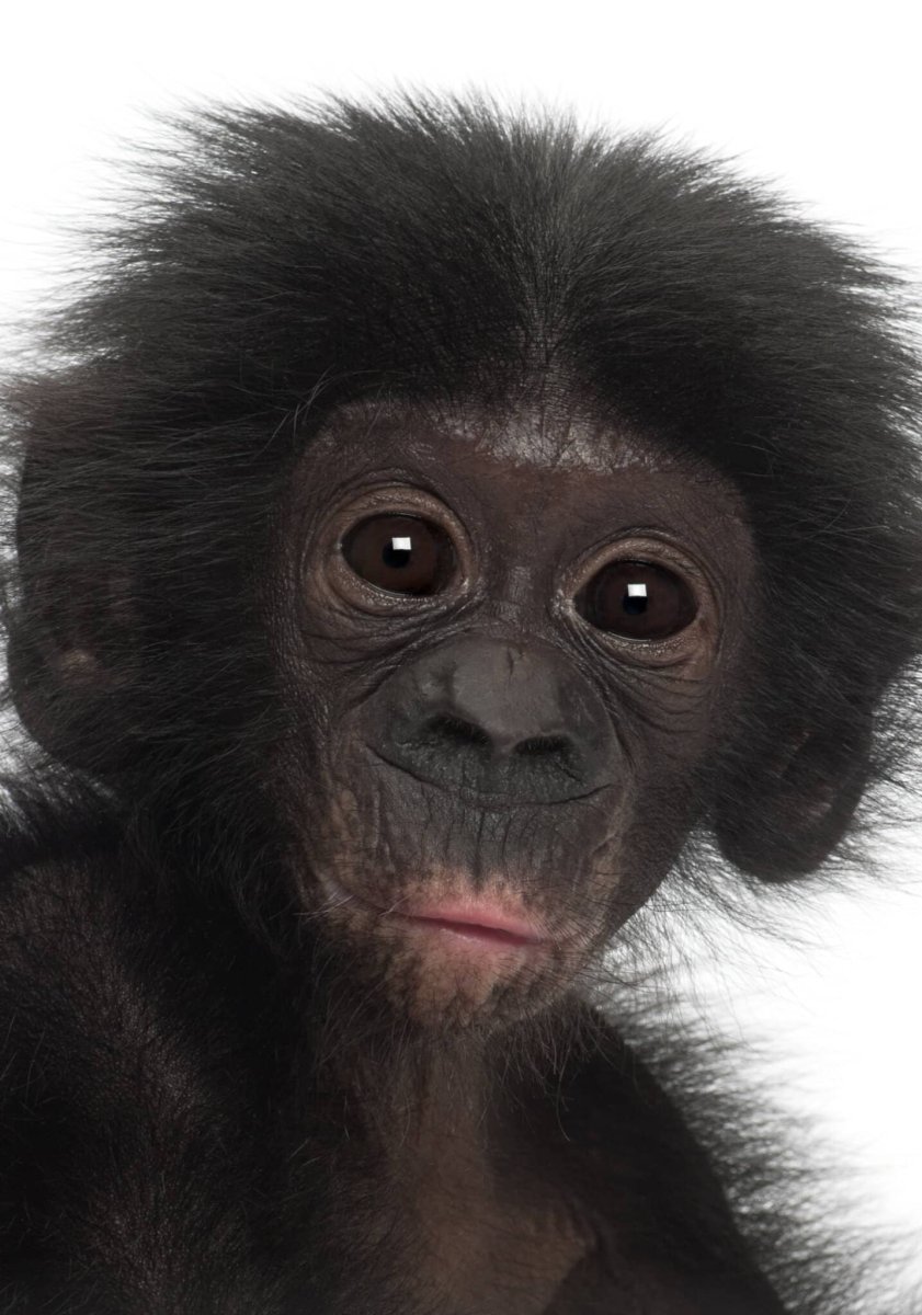 Грустная обезьянка картинки