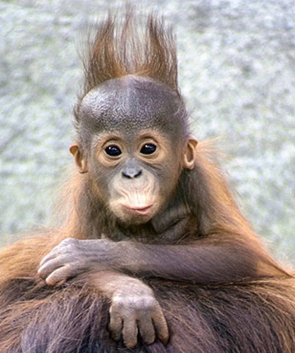 Горилла улыбается