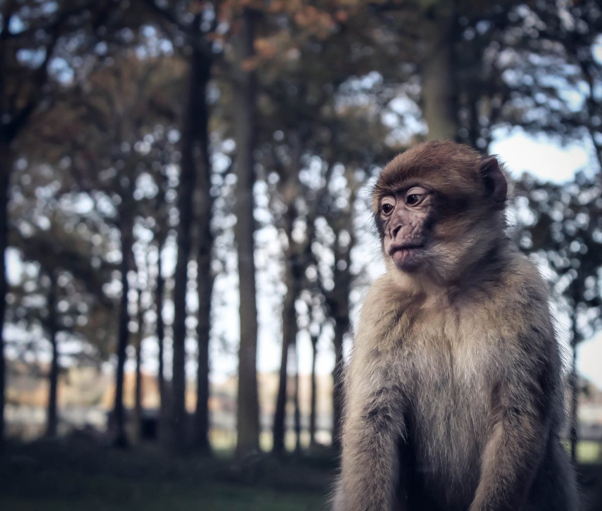 Грустная обезьянка