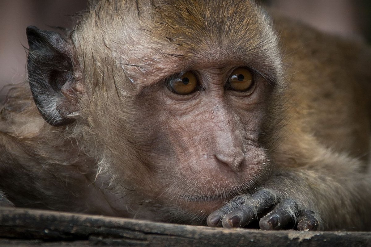 Обезьянка плачет