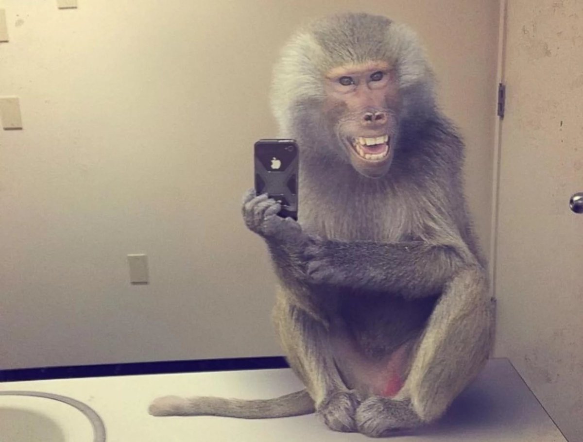 Обезьяна гифка