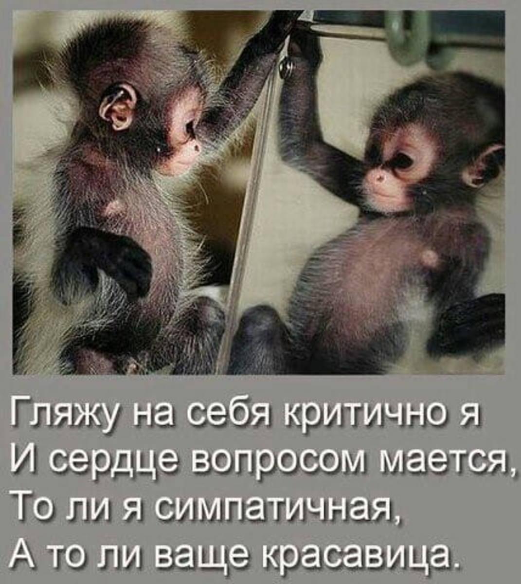 Глаза обезьяны