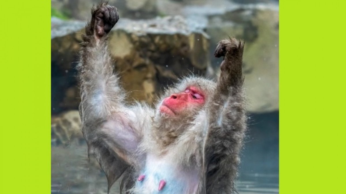 Обезьяны в обнимку