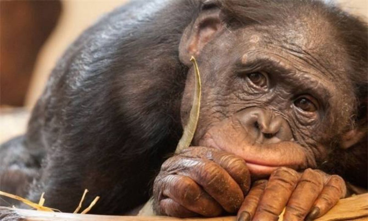 Обои с обезьянами