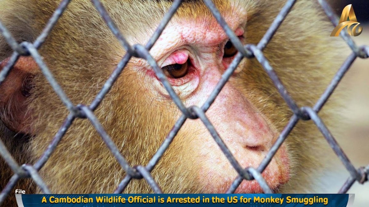 Задумчивая обезьяна