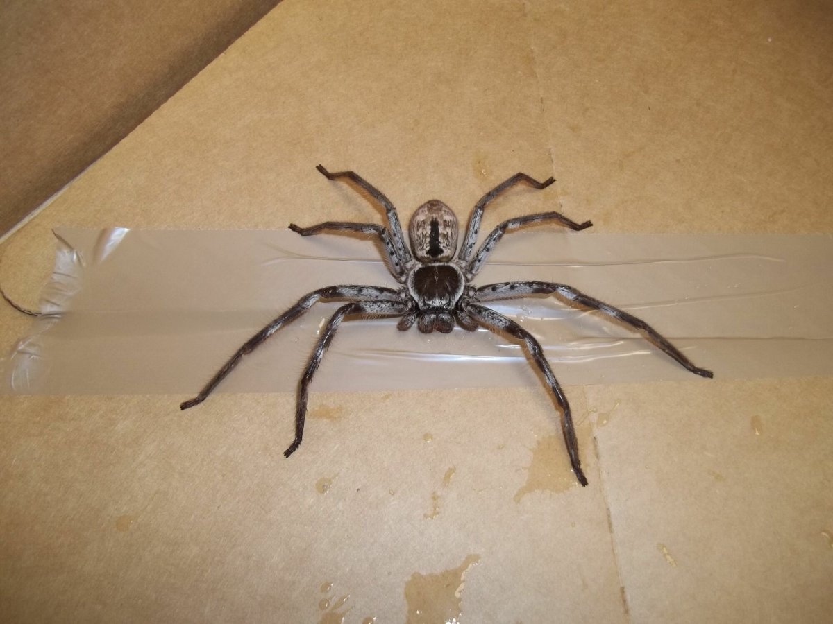 Паук охотник Хантсмен